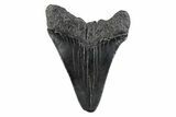 Serrated, Fossil Megalodon Tooth - South Carolina #362196-1